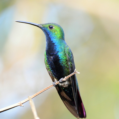 Sparkling Violetear